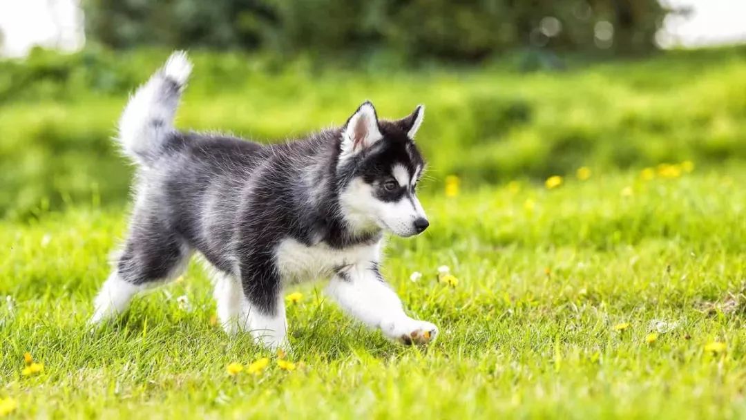 狗狗咬人扑人,狗狗扑人咬人行为纠正方法