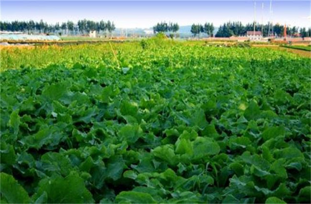牛蒡的种植技术和产量,种牛蒡产量