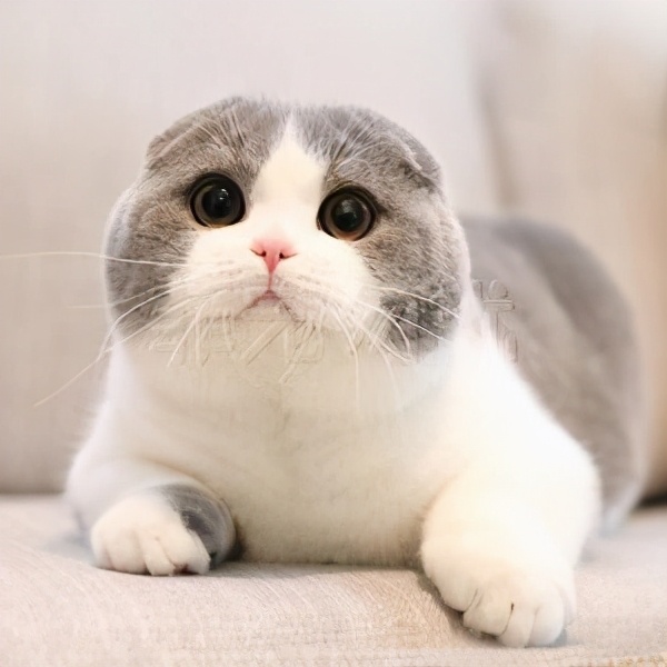 宠物猫的名字,宠物猫可爱的品种