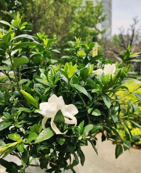 栀子花冬季如何使土壤变酸性,怎么改善栀子花的碱性土质