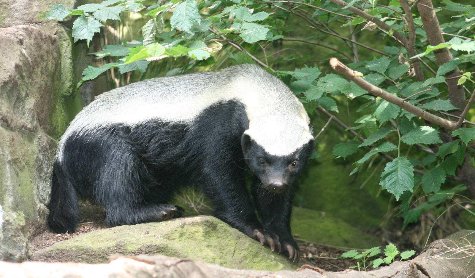 平头哥大战狮子只因看了一眼,平头哥捕食狮子全过程