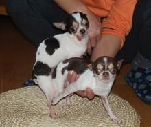 吉娃娃饲养容易吗,吉娃娃犬好训练吗