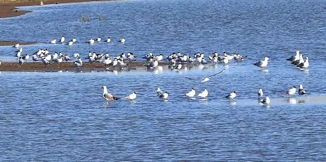 外交部全球推介天津,天津外交部全球推介活动