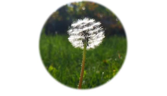 云南野水仙花,云南野的水仙花