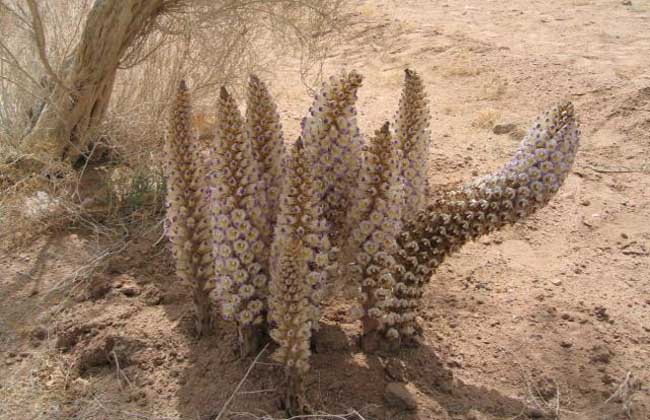 治疗脱发的几大误区,脱发治疗的十大误区