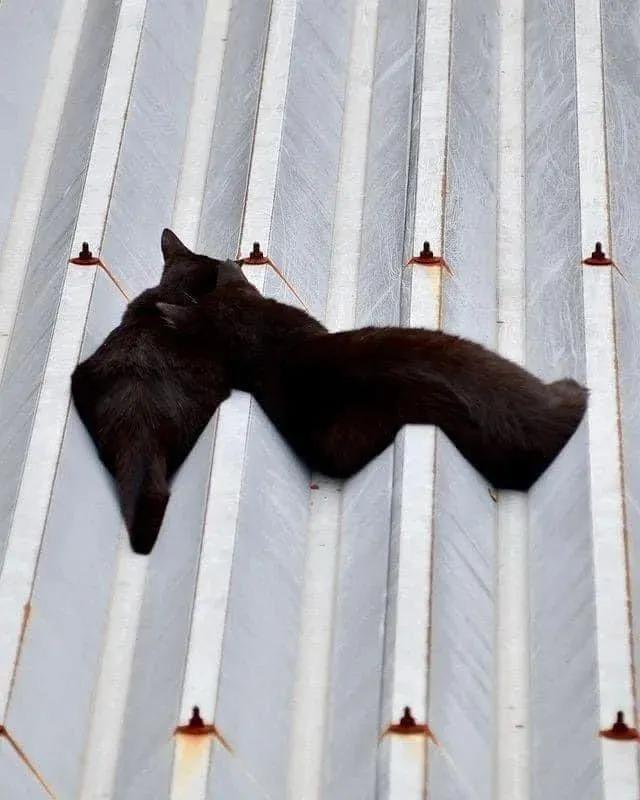 猫咪在地上蜷缩翻滚,猫咪在屋顶的视频