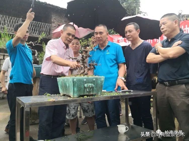 广东的盆景有哪些,适合广东玩的盆景