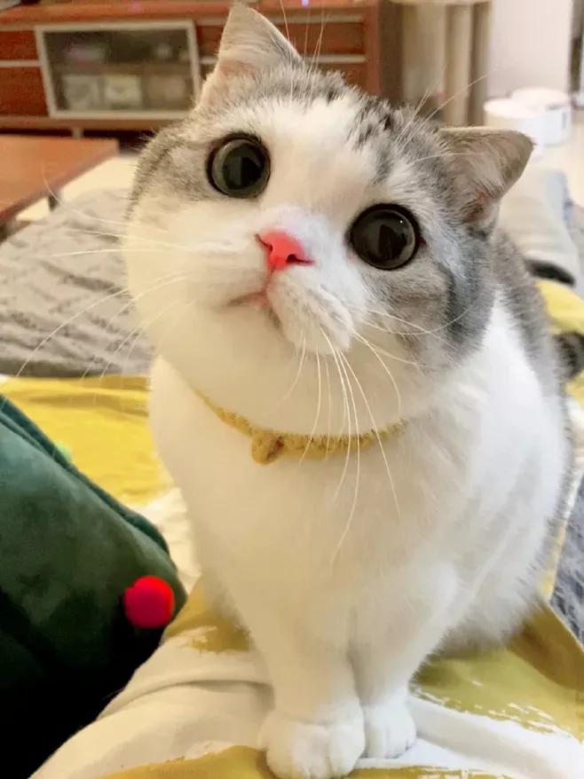 有没有一种方法让猫咪不要叫,怎么喊猫咪才能让猫咪过来呢