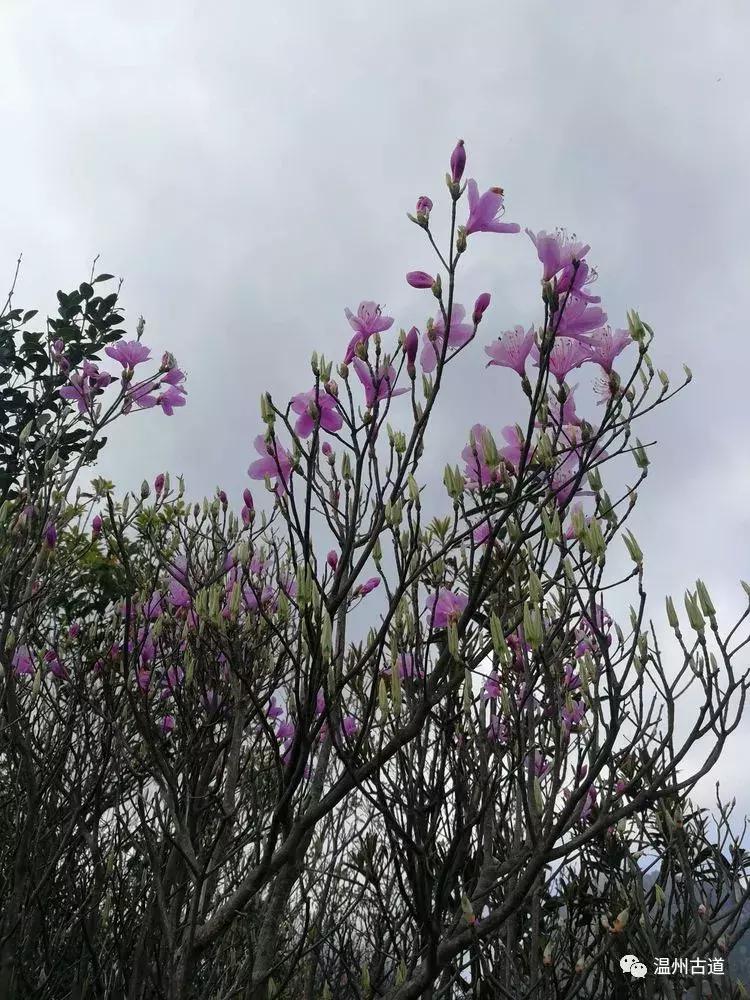 雁荡朝阳洞、五老巅、方洞环线穿越