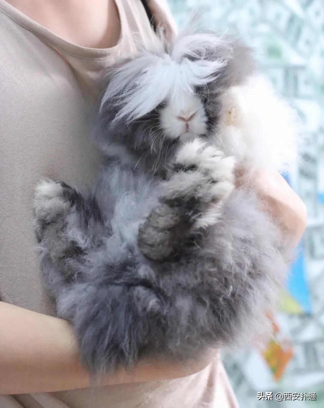 西安撸兔店,西安撸兔体验馆团购