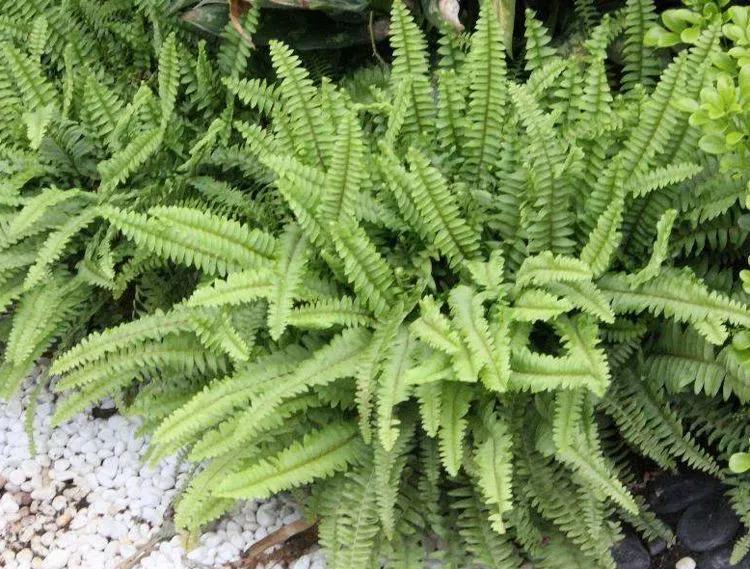 地里长的鸡蛋,地里发现野鸡蛋