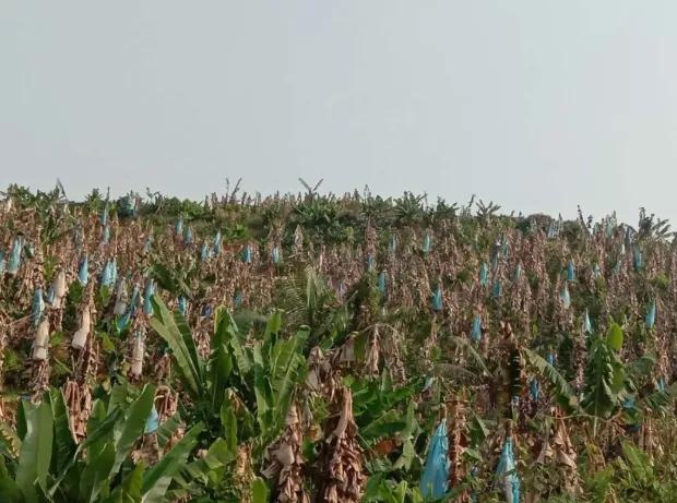 缅北香蕉最新消息,缅北香蕉农