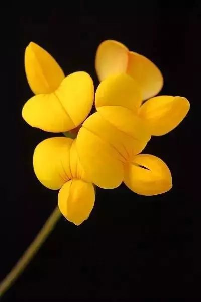 世界顶级奇花异卉,最美奇花异卉