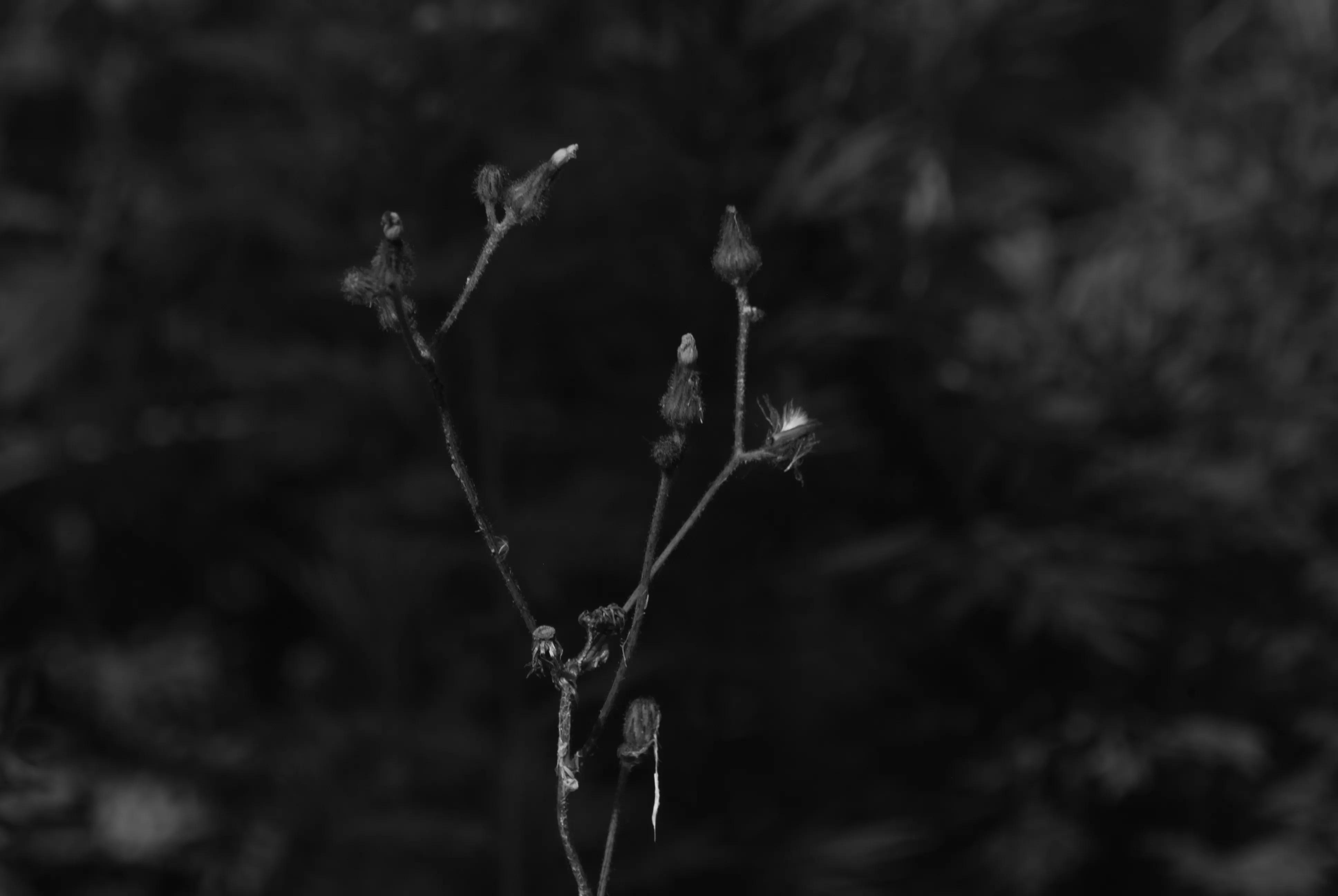 1000元二手全画幅单反相机推荐,2022最建议买的二手单反相机