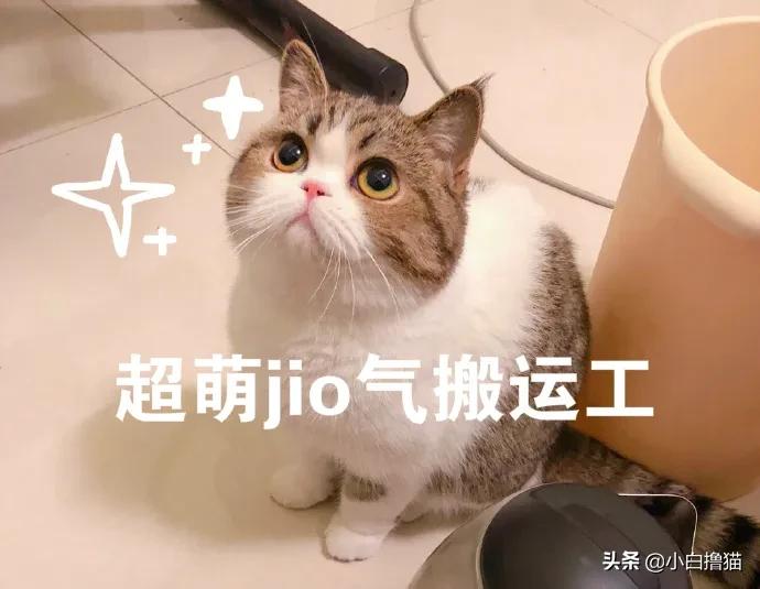 不要随便亲猫的后果,强行亲猫