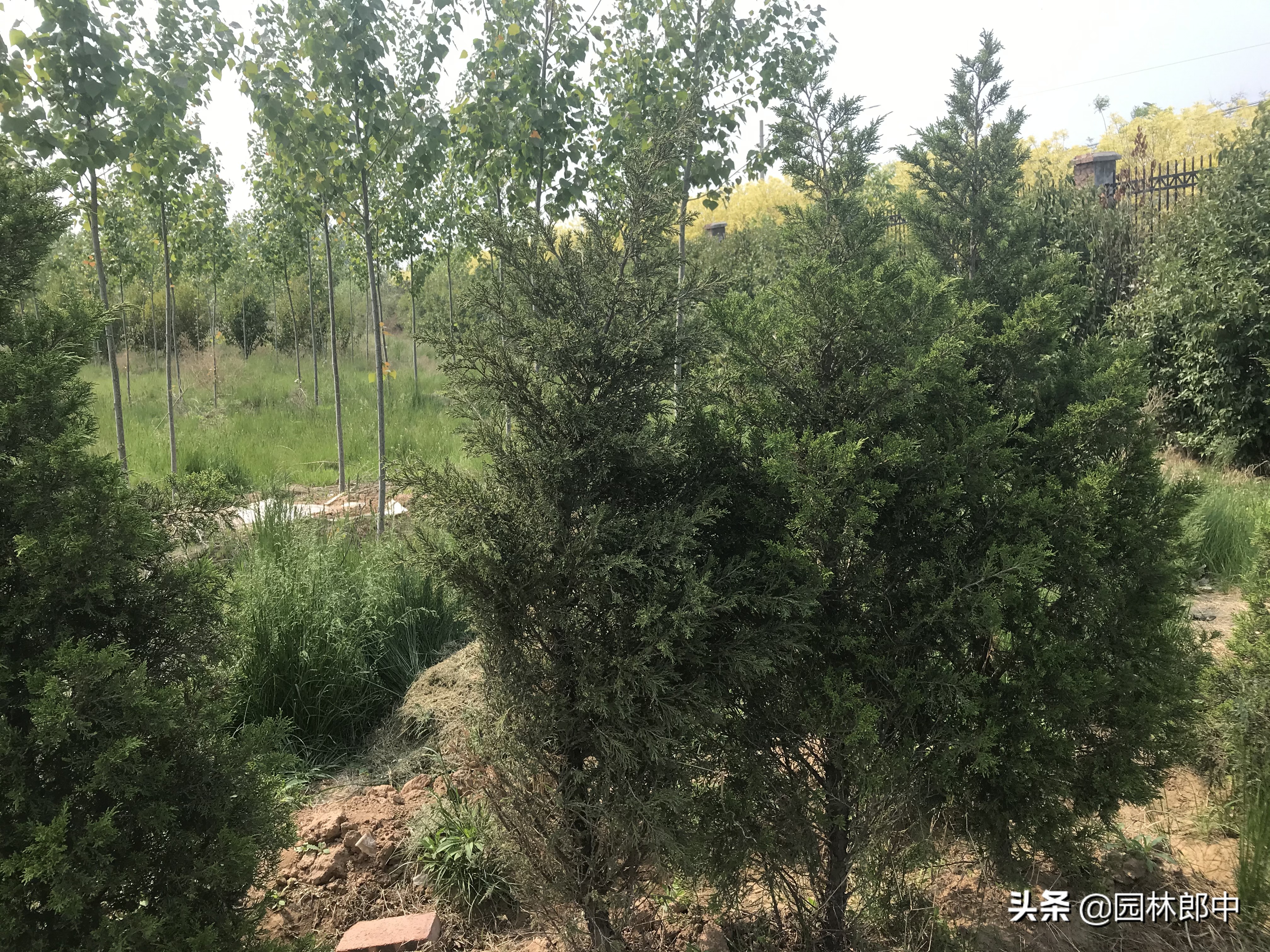 柏树有枯黄叶怎么办,柏树枯萎是什么病表现