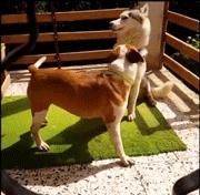 关于“狗狗发情期”的这些事，你需要知道