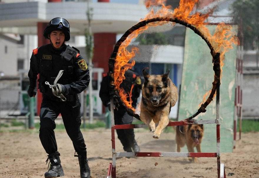 养德国牧羊犬的几大缺点,为什么德国牧羊犬很少有人养