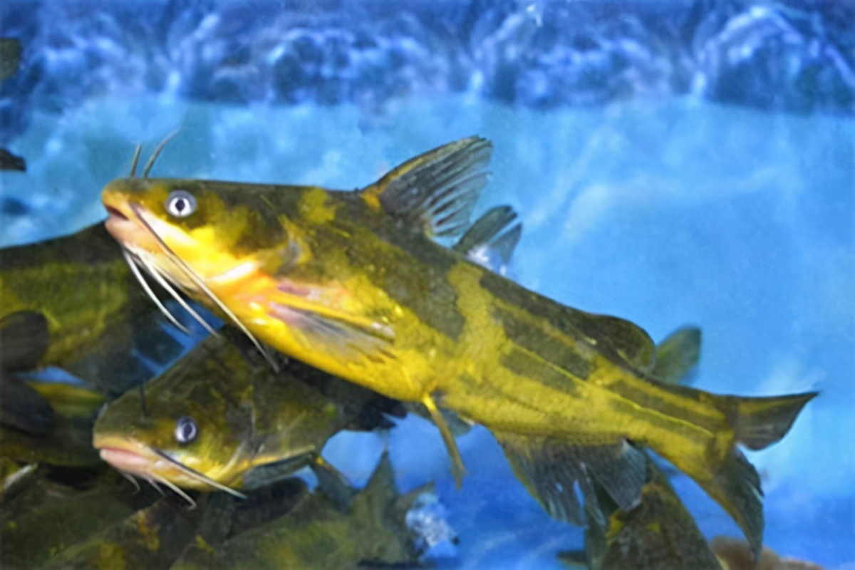 黄颡鱼最新治疗方法,黄颡鱼裂头病要怎么治疗