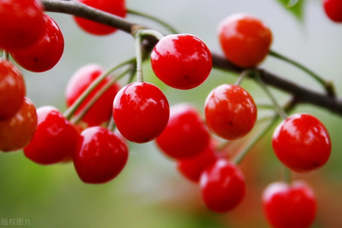 樱桃的储存时间是多久呢,樱桃怎么储存可以放的时间最长