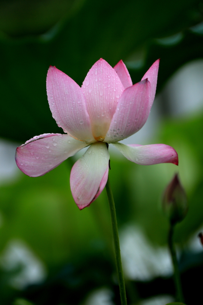 山楂树口琴吹奏g调,复音口琴演奏山楂花