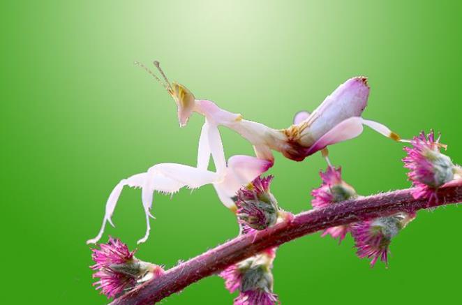 昆虫界的顶尖杀手,昆虫界的生存法则也残忍