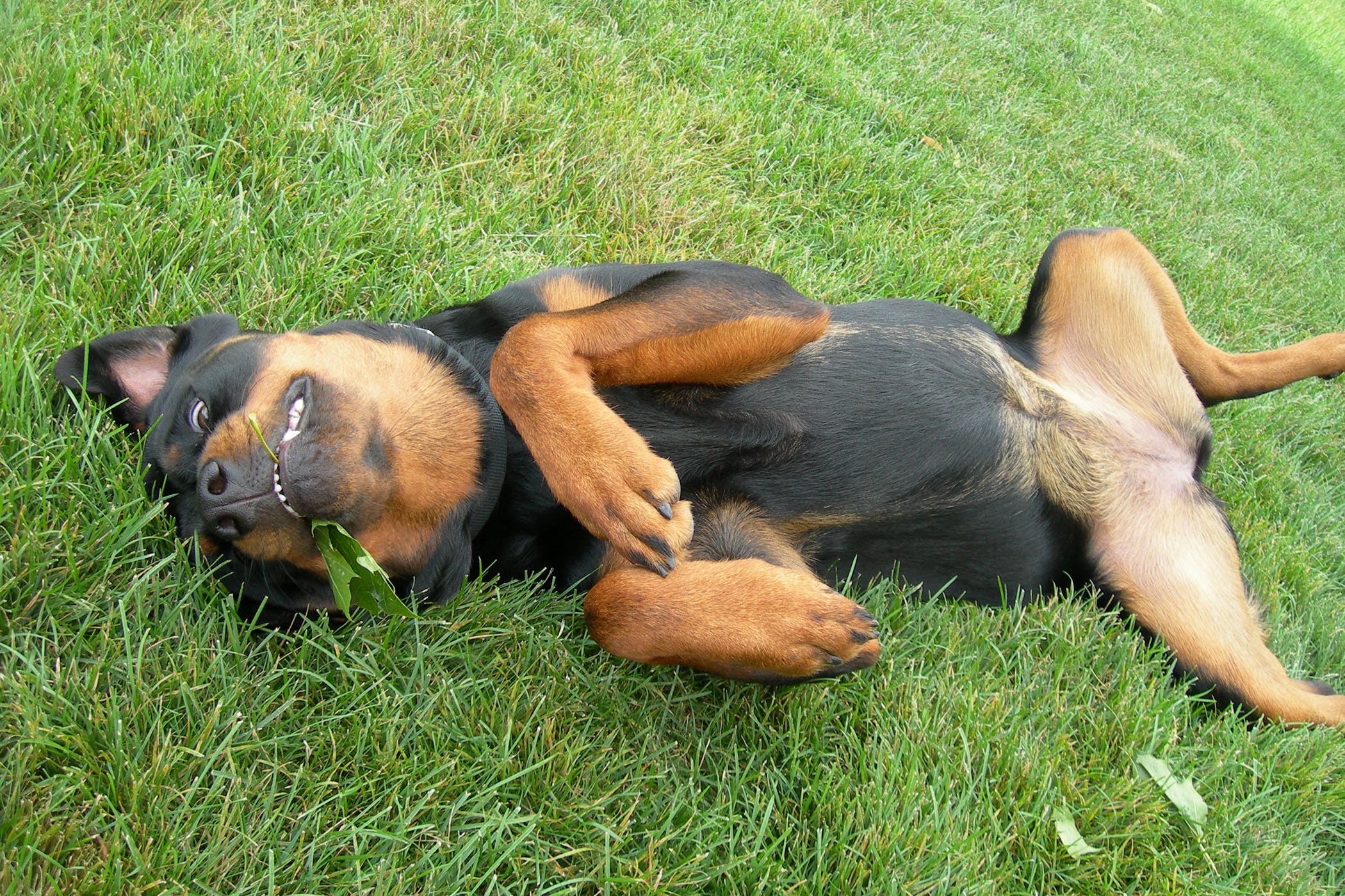 狗狗癫痫发作都是睡觉的时候吗,狗狗得了癫痫吃什么营养品较好