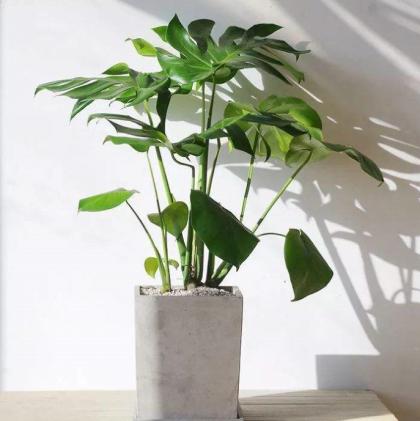 甲醛克星植物排行榜最新,甲醛最怕三个克星植物