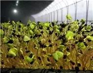 入围企业|安徽牧润农业科技有限公司