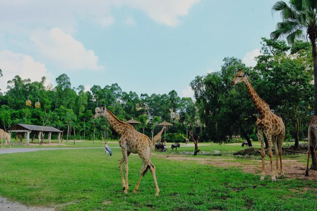 广州长隆攻略注意事项,广州长隆优惠攻略