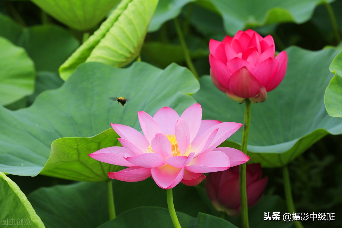 教你拍荷花的4个意境,怎么拍荷花拍照姿势大全