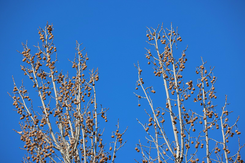 史上最轻便长焦利器佳能RF70-200mmF4L镜头评测