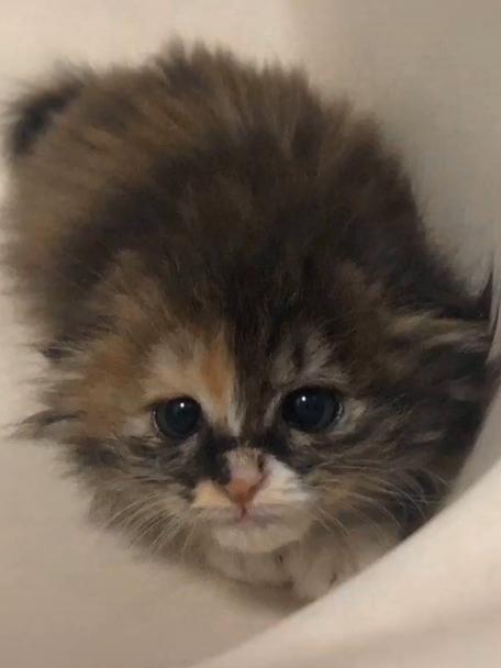 捡到一只被遗弃的小奶猫要怎么养,被猫妈遗弃了一只小奶猫