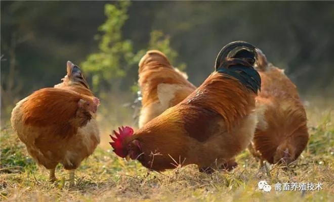 肉鸡嗉囊胀很大什么原因,家禽胀嗉用什么药