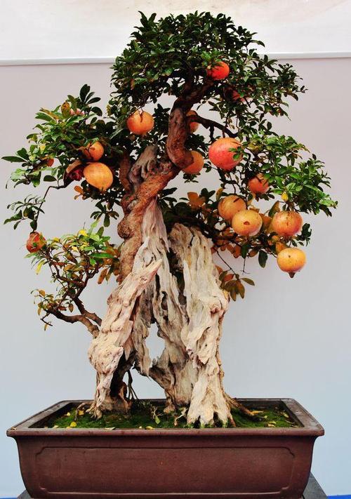 移栽的石榴树叶子掉了蔫了能活吗,石榴换盆后叶子蔫了怎么补救