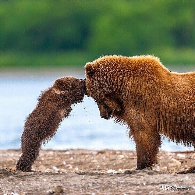 来自动物世界的22个有趣事实,动物世界中有什么有趣的现象