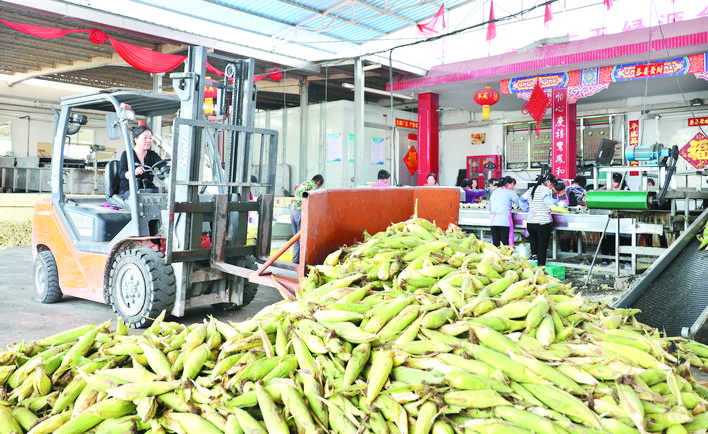 庆丰收感党恩山东各地丰收节活动,庆丰收感党恩宴席背景图片