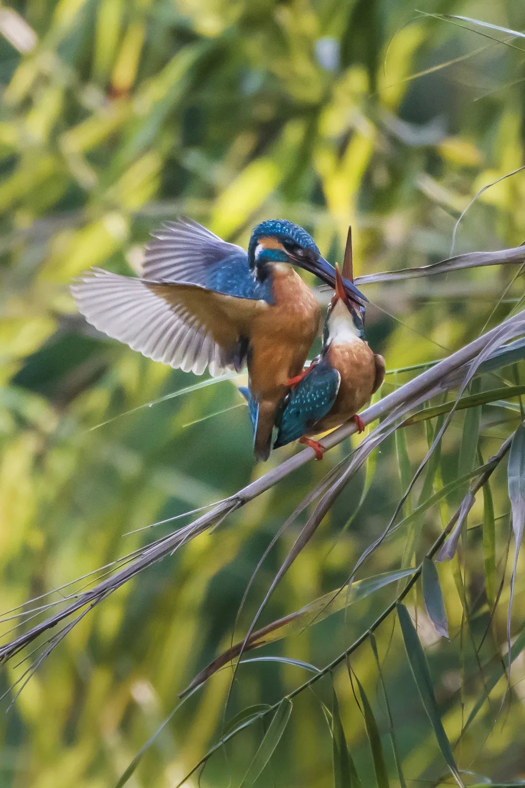 「生态」我在恩平很幸福