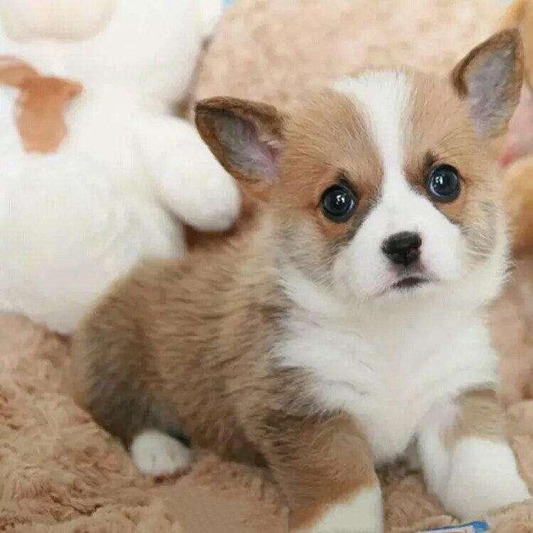 小时候萌长大了帅的狗狗,小时候萌的狗狗