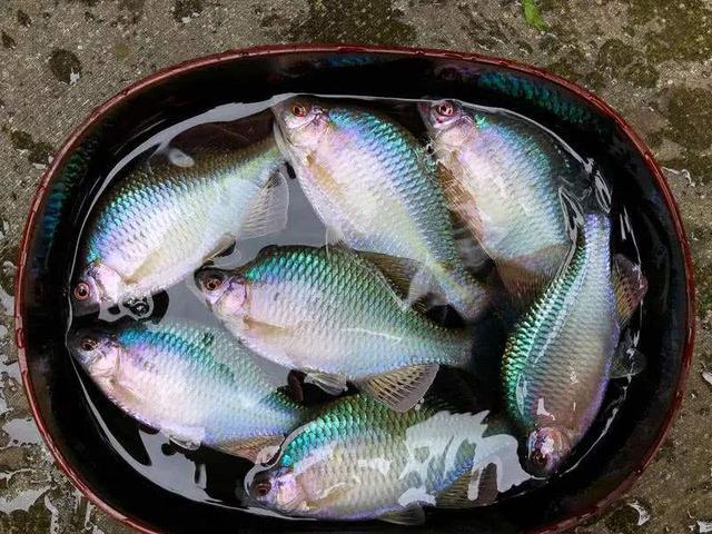 想在原生缸里放河蚌需要怎么处理,野生鱼它是如何繁殖的