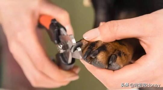 主人被狗吓到,主人被吓到了狗狗什么反应