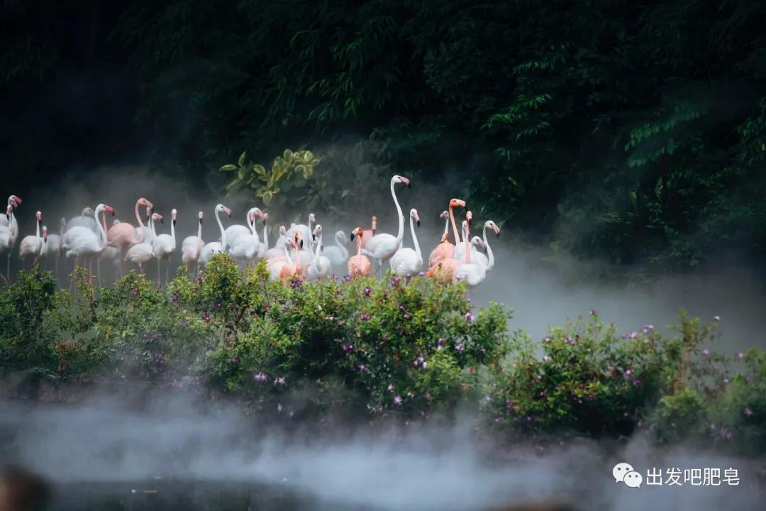 长隆飞鸟乐园怎么去长隆欢乐世界,汉溪长隆地铁站去长隆飞鸟乐园