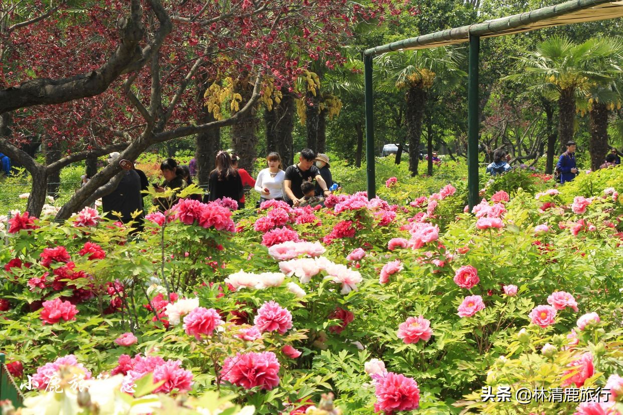 河南五一去哪玩比较合适自驾游,五一河南旅游3天最佳去处自驾游