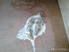 雏鸡白痢的症状,雏鸡白痢治疗土方法