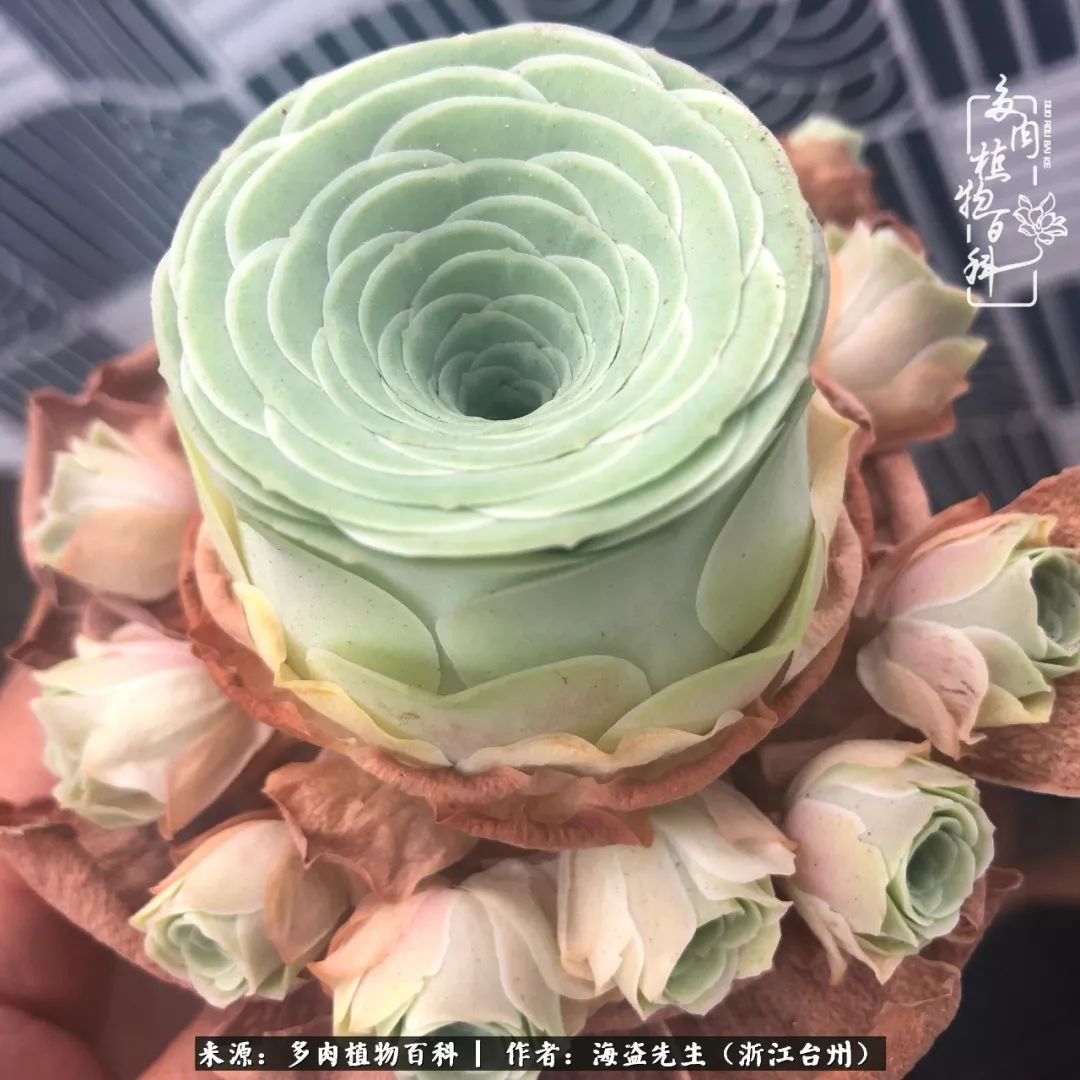 多肉玫瑰怎么才能出状态,多肉山地玫瑰唤醒方法