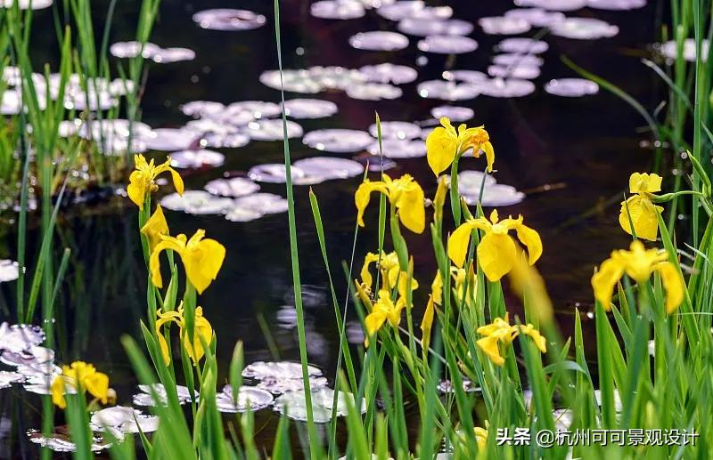 庭院长方形水池水景流水造景,庭院花池种植设计效果图