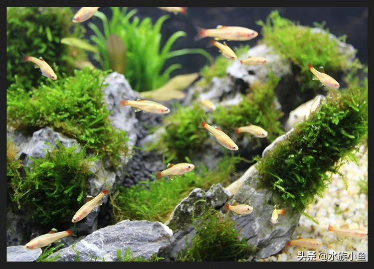 观赏鱼寻找技巧,观赏鱼用什么办法最容易抓到