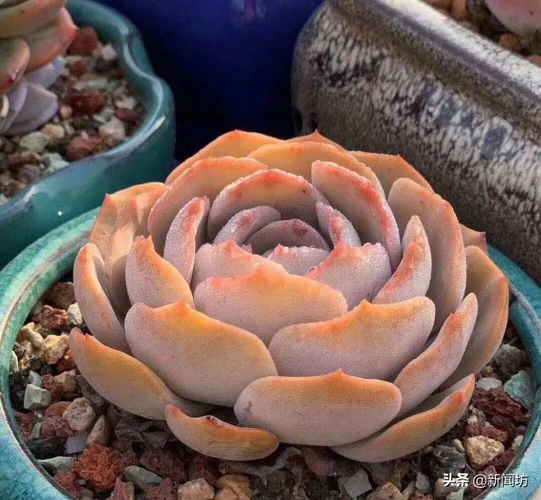 恒大十万人专业足球场引争议,恒大足球场最新爆料