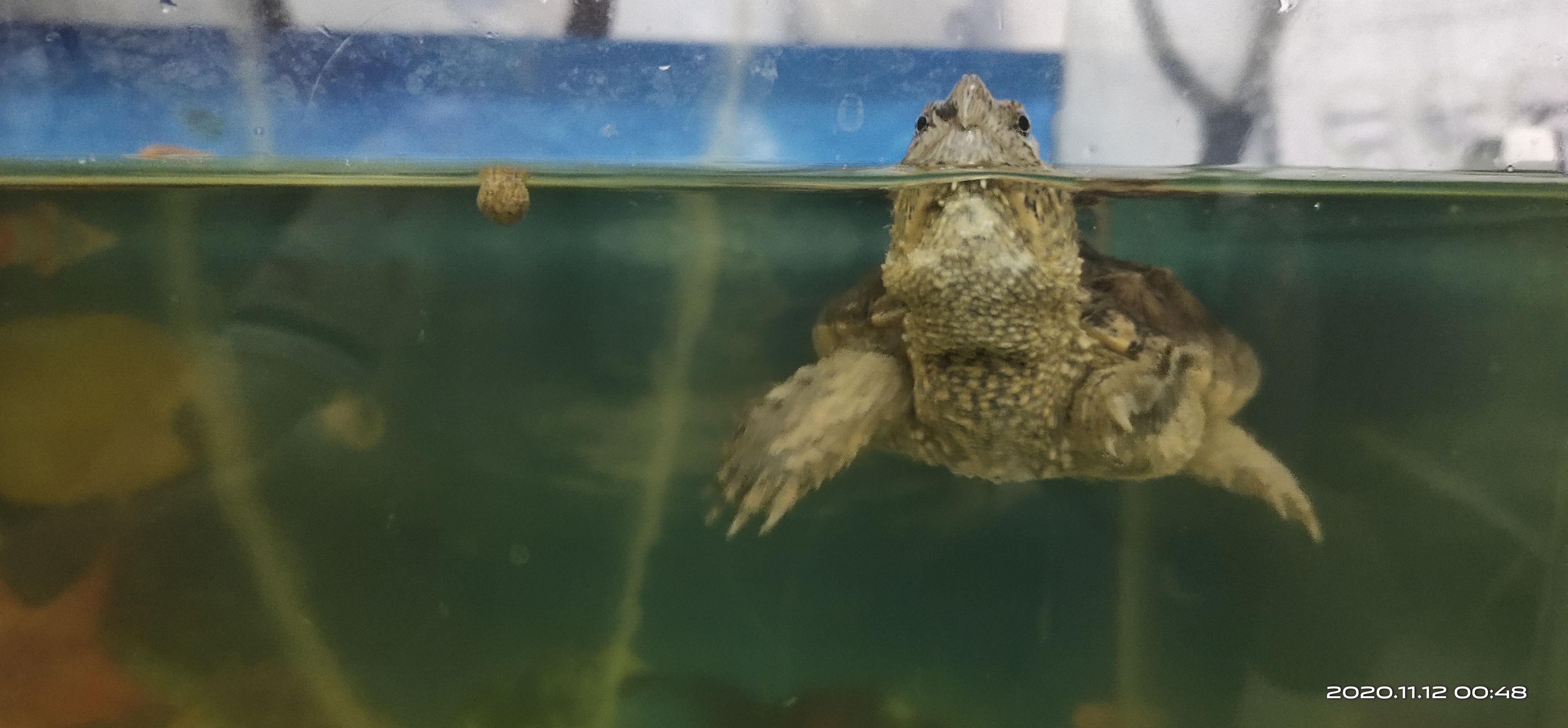 养的鳄龟乌龟不见了怎么办,家养鳄龟的生存条件