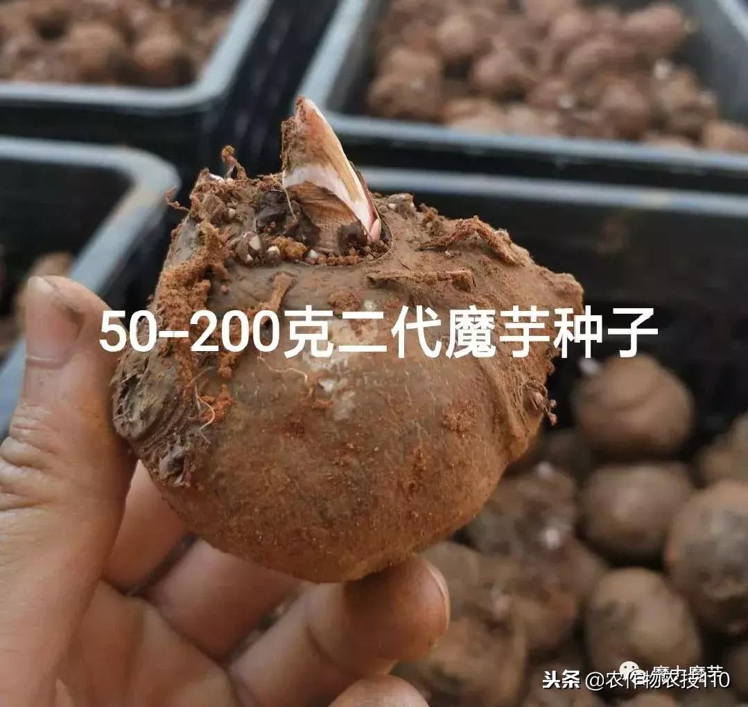 四川魔芋种植基地新技术,魔芋种植用什么肥料最好